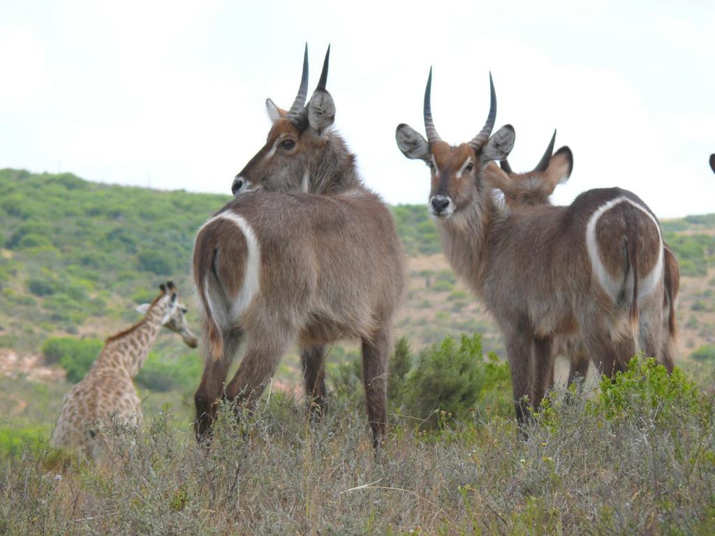 Nyaru Game Lodge Brandwag Extérieur photo